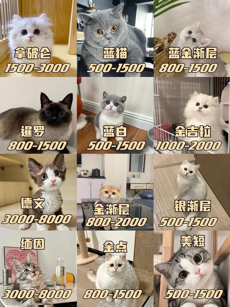 买一只猫咪大概多少钱