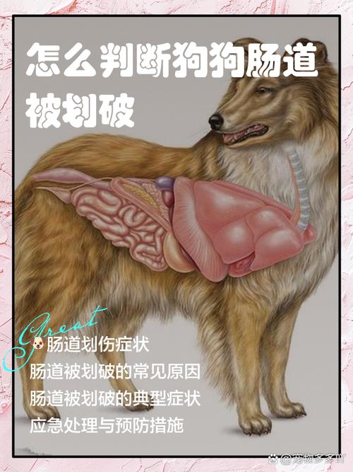 狗狗啃羊蹄能不能划破肠道