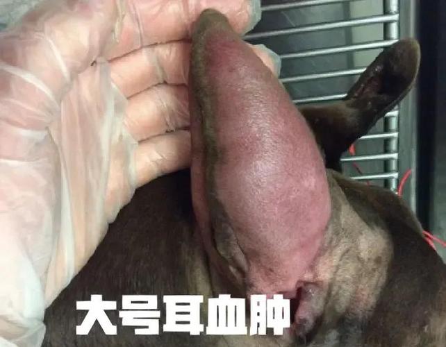 狗耳朵血肿自愈