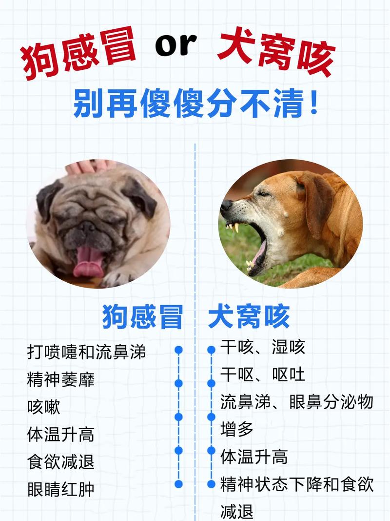 如何治疗狗狗感冒?