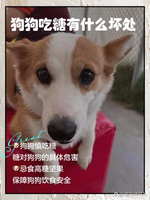 狗狗能不能吃糖?