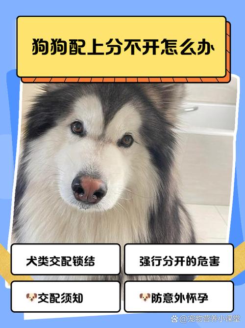 如何帮助狗狗配种?