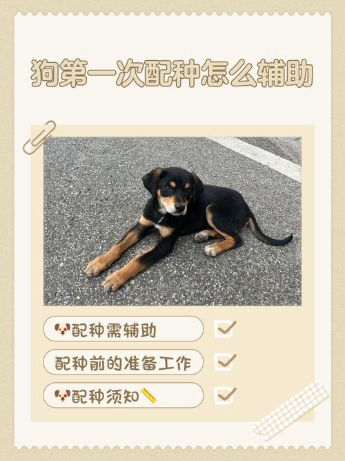 如何辅助狗狗配种