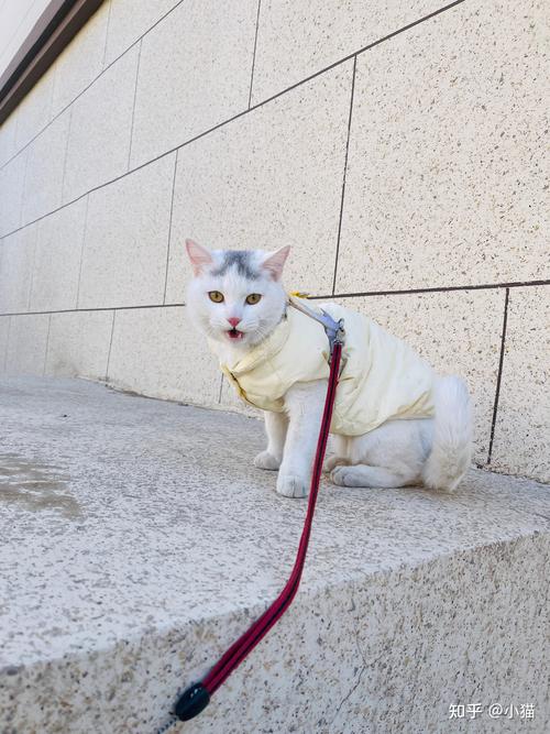 猫能带出去溜吗