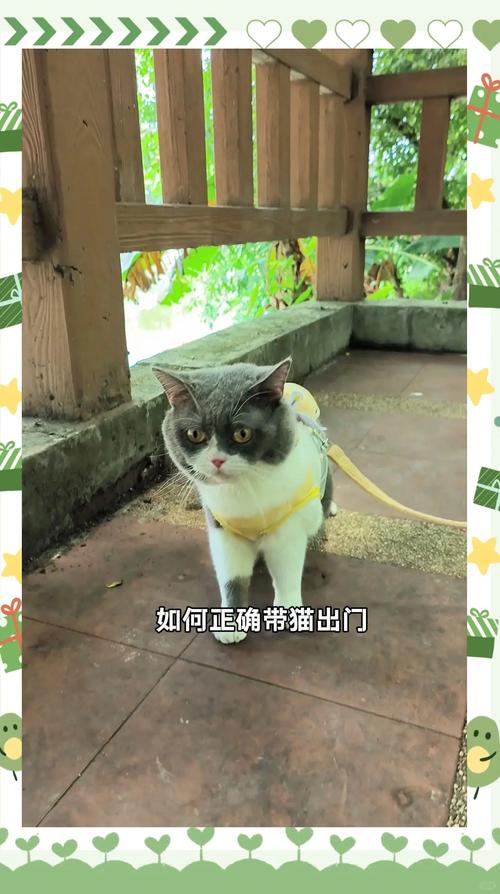 猫可以带出去溜吗