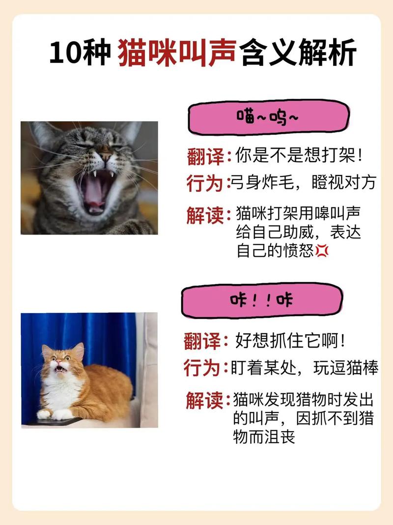 宠物猫听得懂我骂它滚这些话吗?