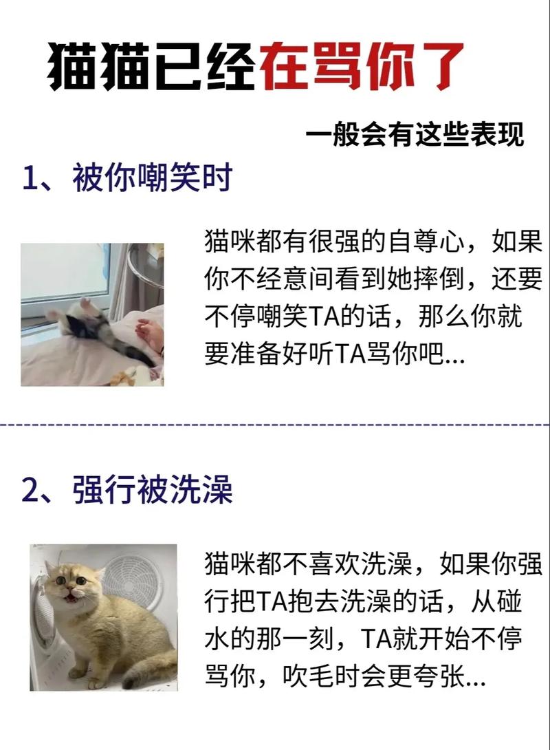 猫咪知道自己被骂吗