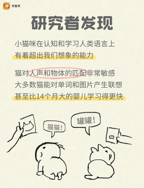 猫咪知道自己被骂吗?