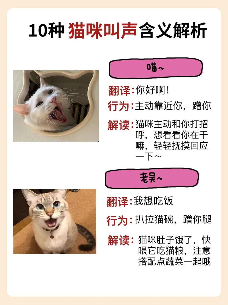 为什么猫咪会记住主人的打骂呢?