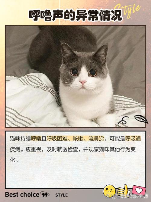 猫咪为什么见人就呼噜呼噜