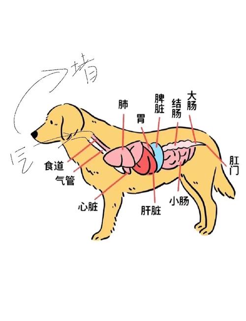 狗正常时候呼吸多长时多少次