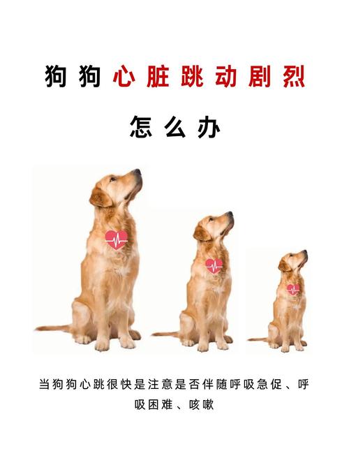 狗狗的心率多少算正常