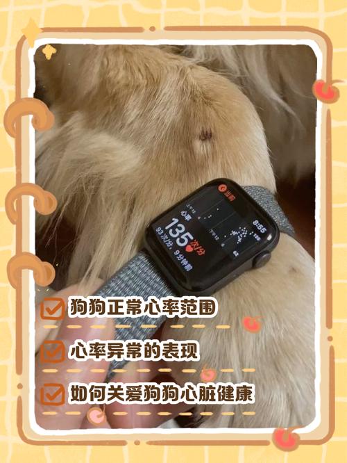 狗狗一分钟心跳多少下算正常