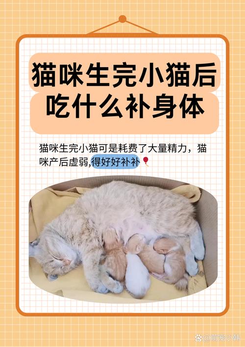猫生小猫后吃什么食物