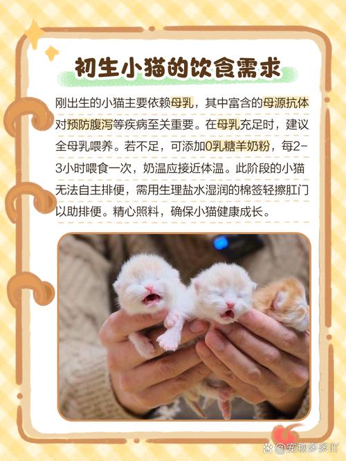 猫咪刚生产完吃什么好