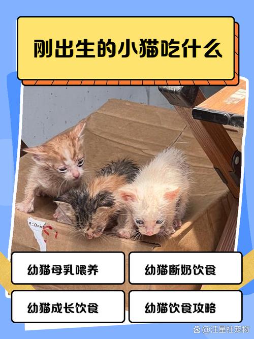 猫咪生完宝宝吃什么