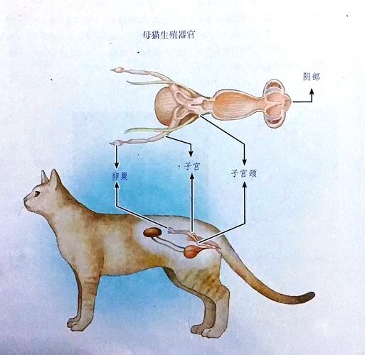 猫咪在交配时有哪些生理变化?