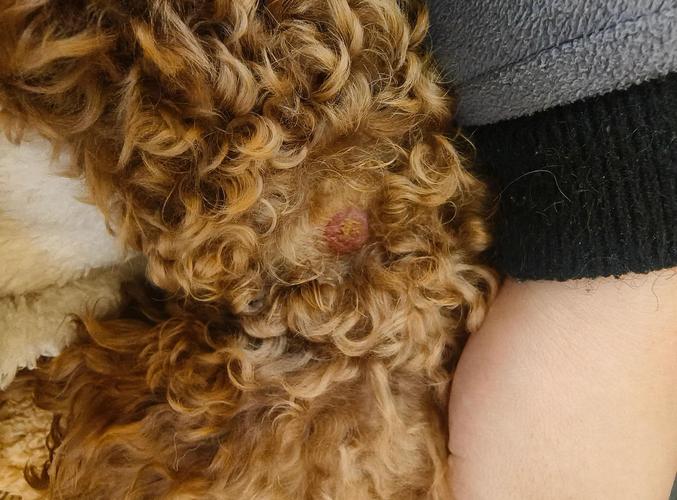 狗起了痱子怎么办?