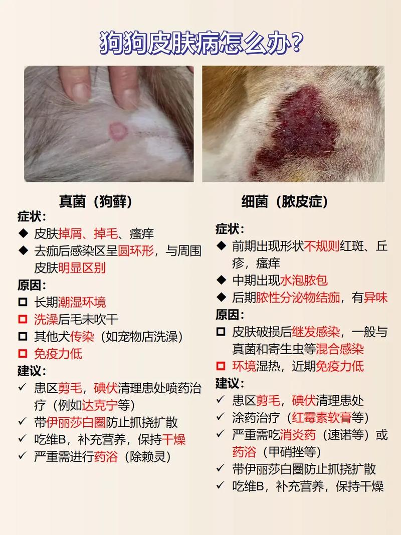 狗狗干洗粉该怎么制作?