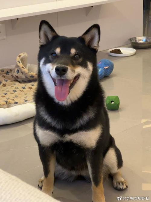 给黑色母狗起个最旺主人的名字有啥妙招