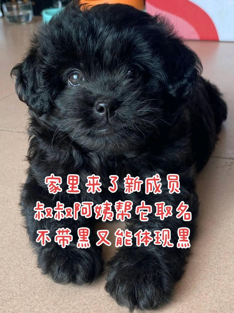 黑色的狗狗取什么名字