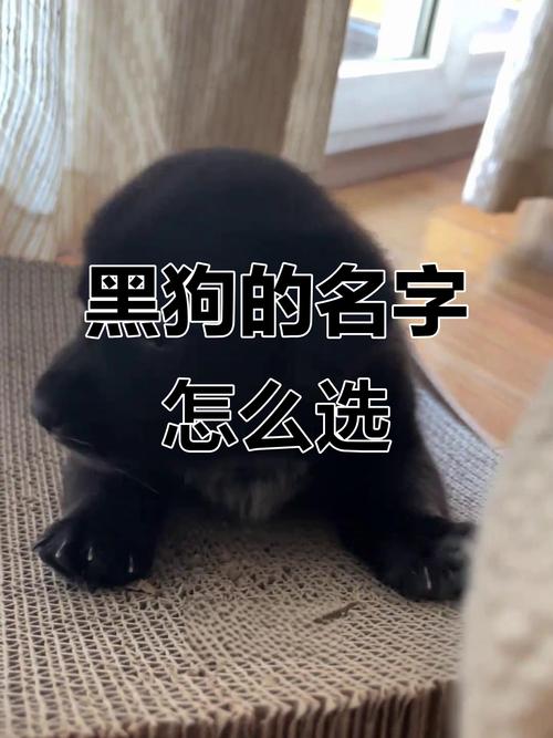 黑色狗狗取霸气的名字