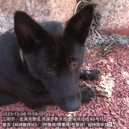 黑色狗狗好听顺口名字