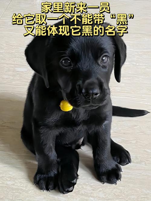 黑狗取什么名字最吉利