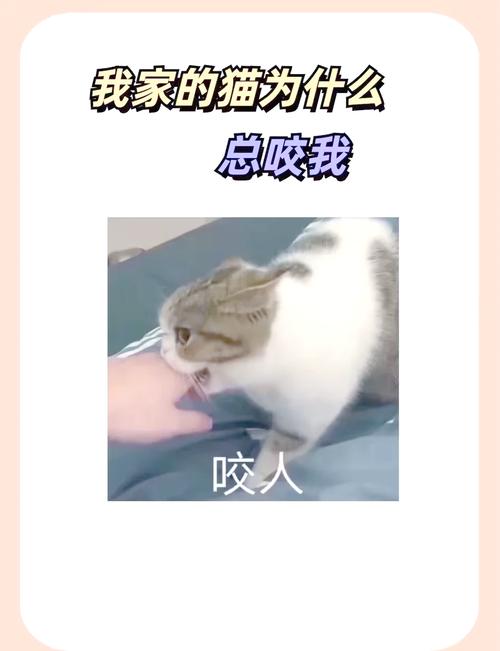 猫咪为什么咬你腿