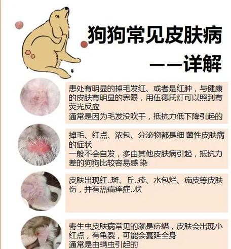 狗狗被蚊子咬了涂什么