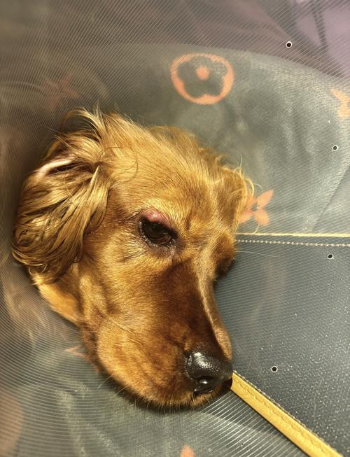 狗狗眼皮被蚊子咬了个大包怎么办?