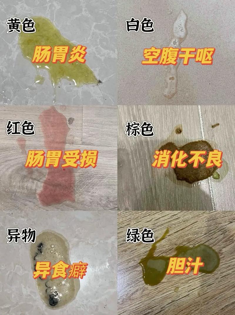 猫咪呕吐拉肚子,精神不佳该怎么办了?