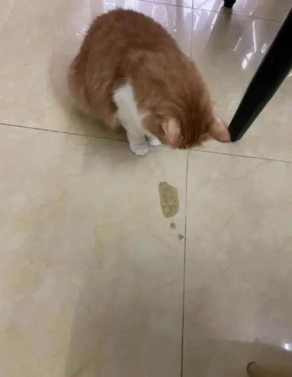 猫咪时不时伴有呕吐拉肚子