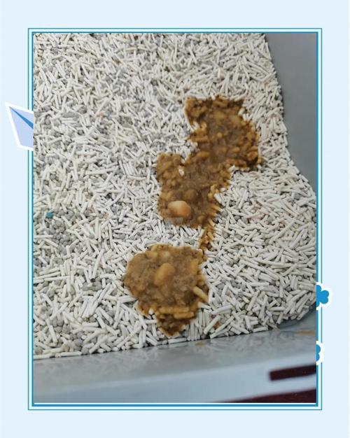 猫咪拉肚子还吐了怎么回事