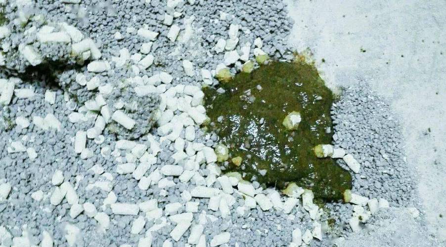 小猫拉绿色的稀