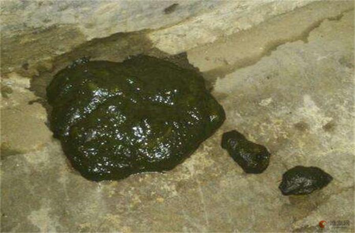 小猫一直拉绿色稀水是怎么回事?