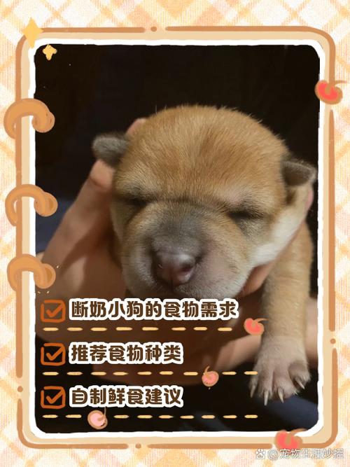 一个月大的小狗吃什么好