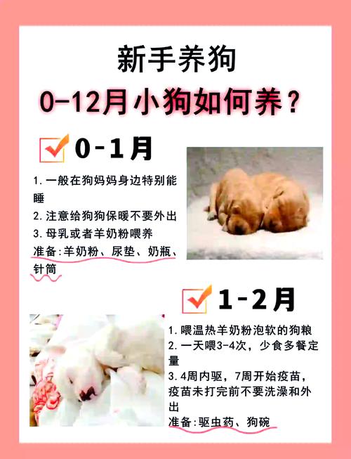 一个月大的狗狗怎么喂养