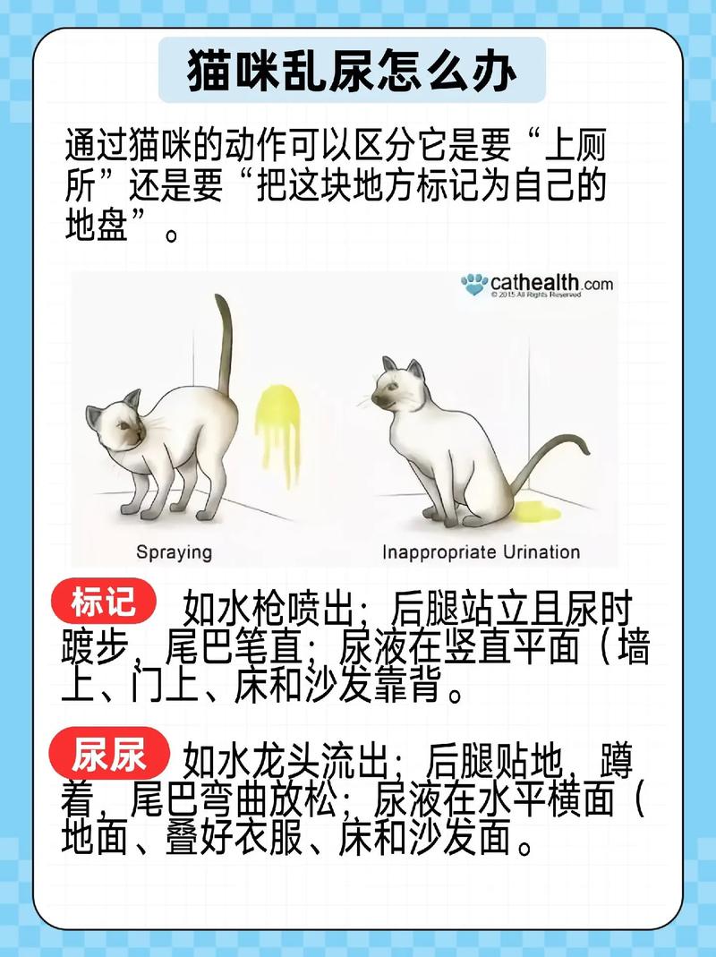 猫咪做错事打哪里最有效