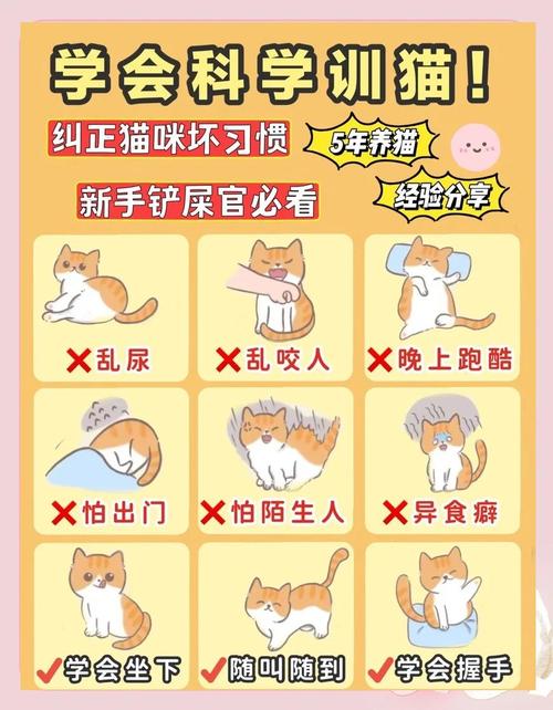 猫咪犯错教训方法
