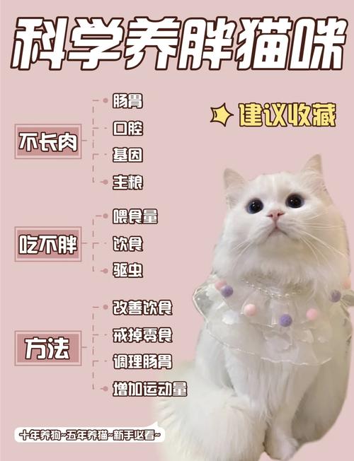 怎么养猫才能养胖