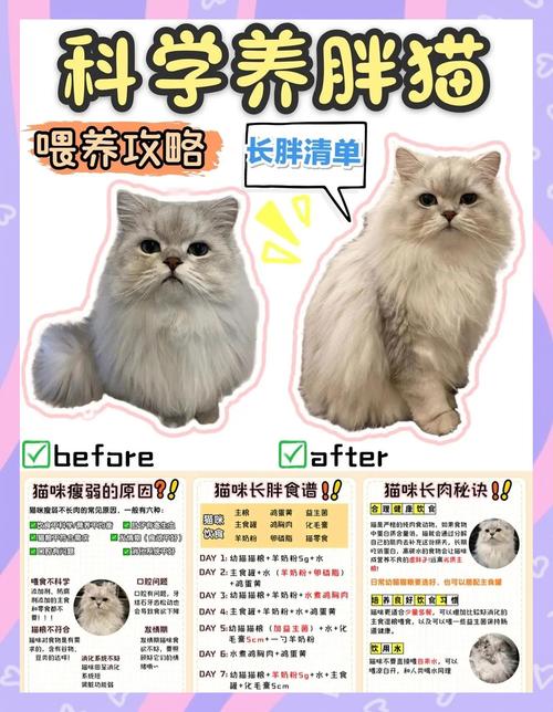 怎么能把猫猫养胖