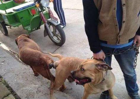 给狗狗去势之后它还会交配吗?