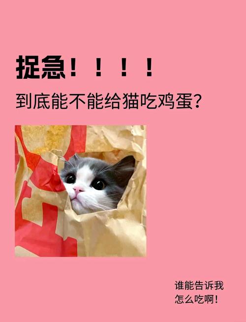可以给宠物猫猫喂鸡蛋吗?