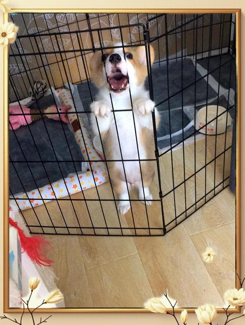 狗狗不愿意进笼子怎么办?