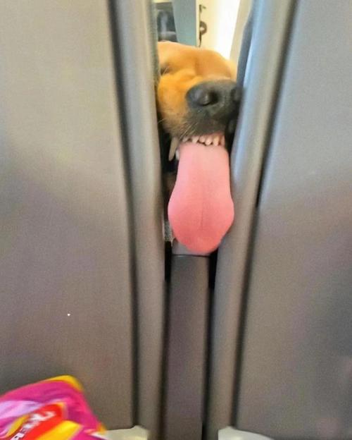 狗狗不愿意在笼子里一直叫怎么办