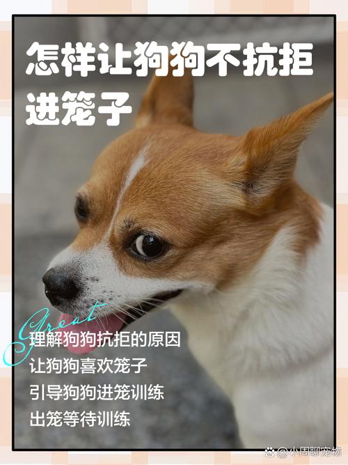 狗狗不愿意住笼子怎么办?
