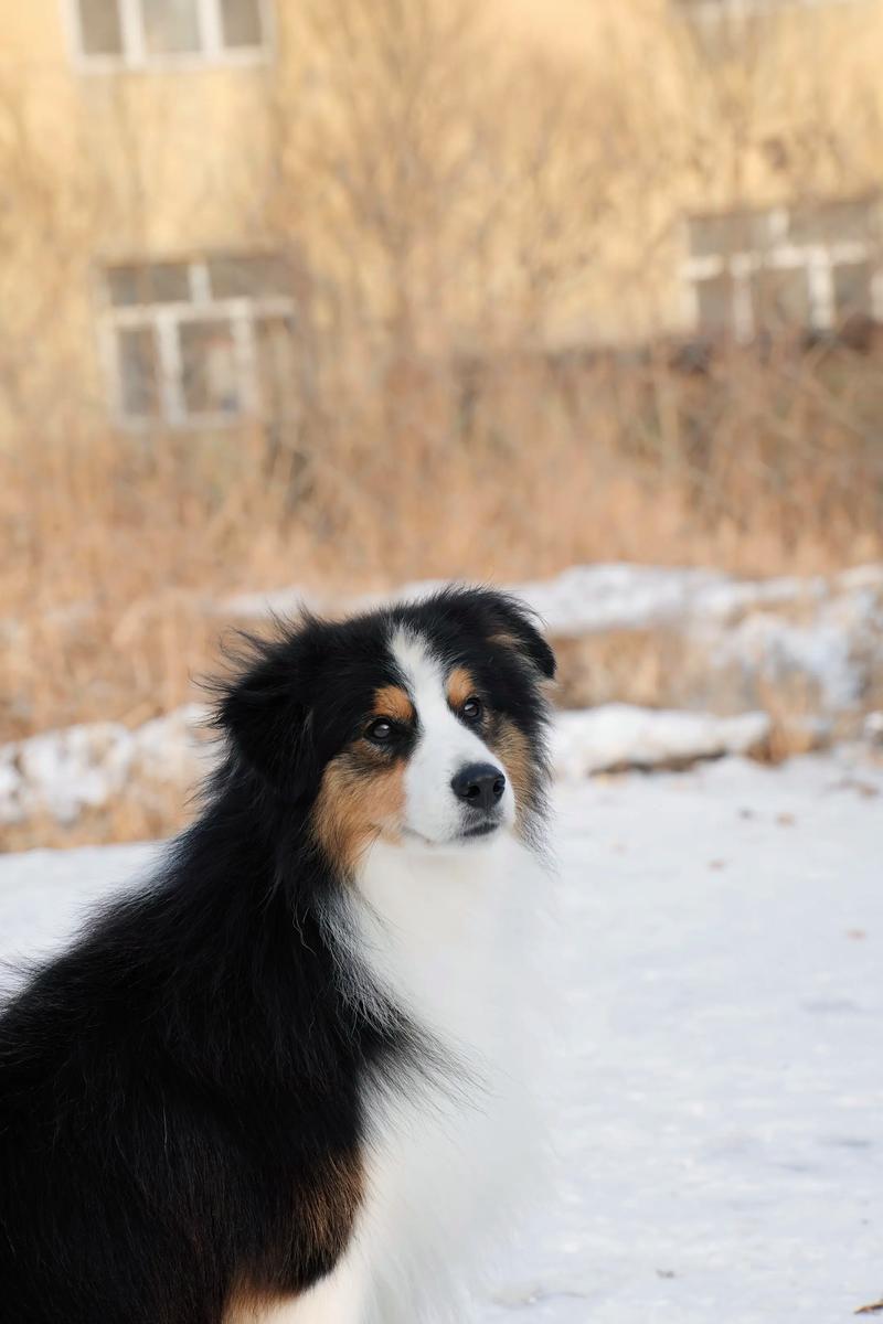 我养了一对黑白色的边境牧羊犬,想给它们起一对的名字,该怎么起,显的既...