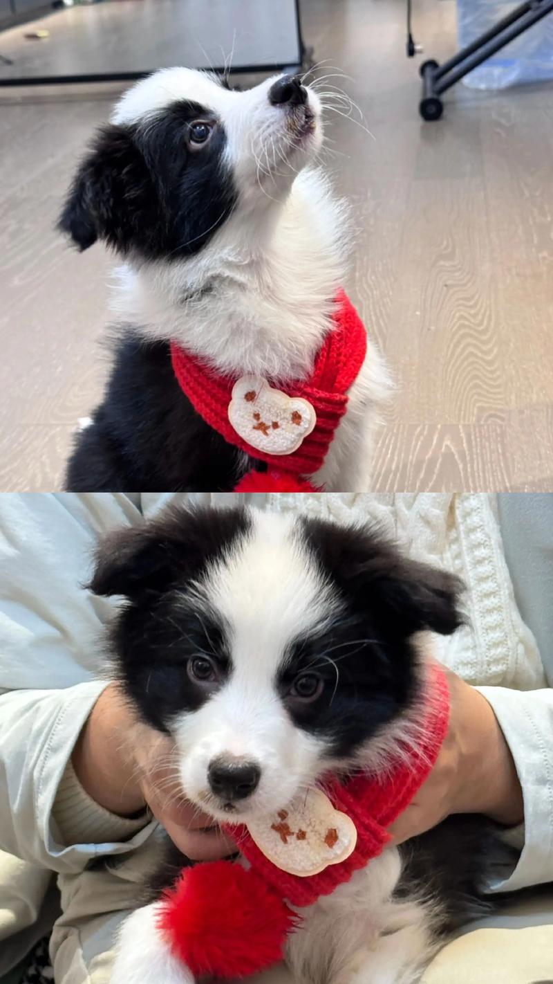 给边境牧羊犬取名