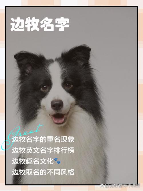 边牧名字寓意好的